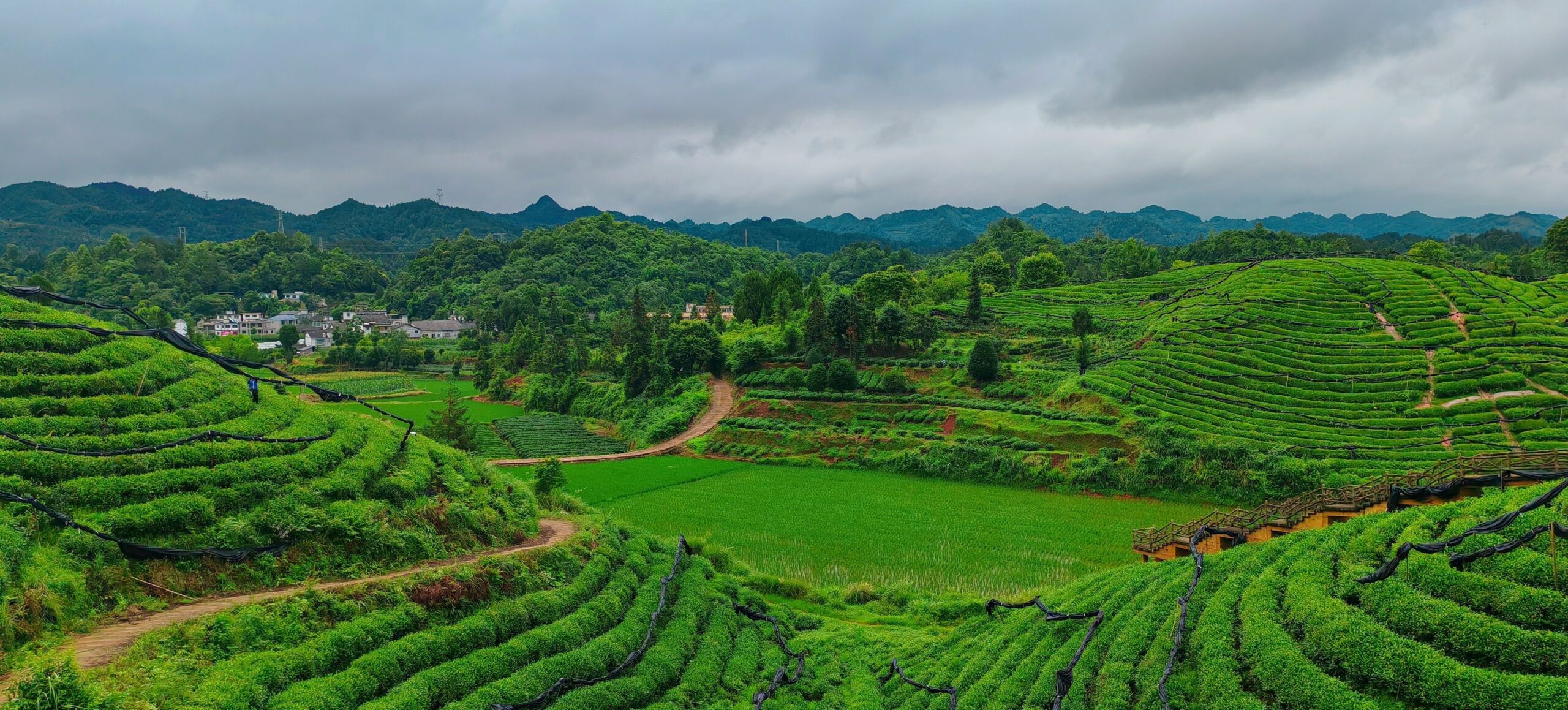RongQing Tea shade-cultivation nets over tencha gardens — canopy shading before matcha harvest